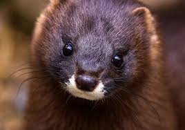 The Most Surprising Animal Discoveries of 2025